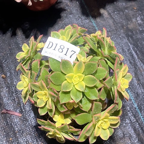 1817艳日辉多肉发货叶片有黑斑