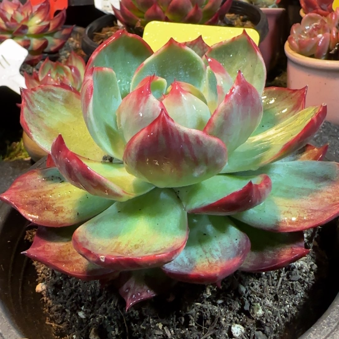 蜜桃拉丝惊鸿一物一拍包装收缩花旱398