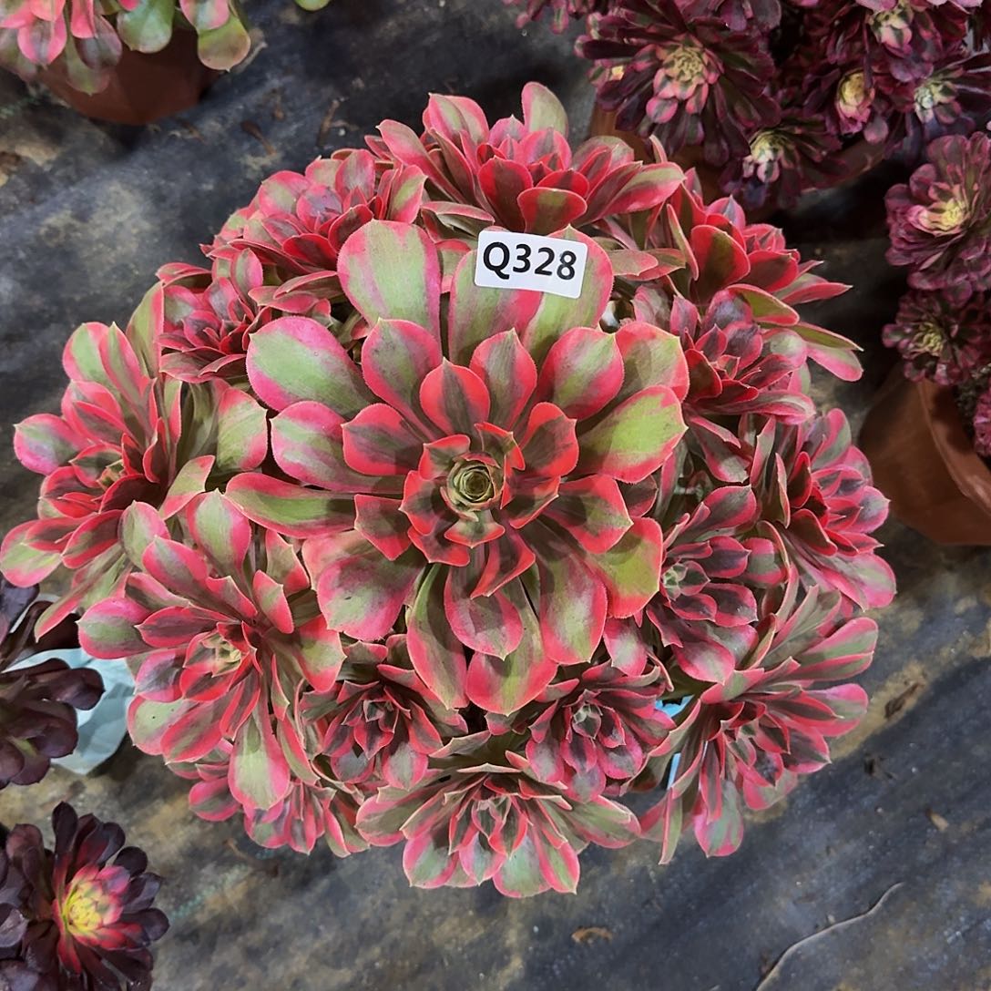 健**乐328粉女妖44冠服35左右