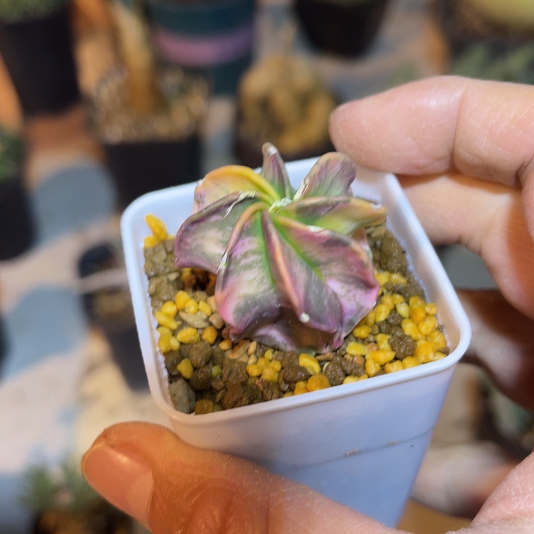 实生大风玉锦一物一拍