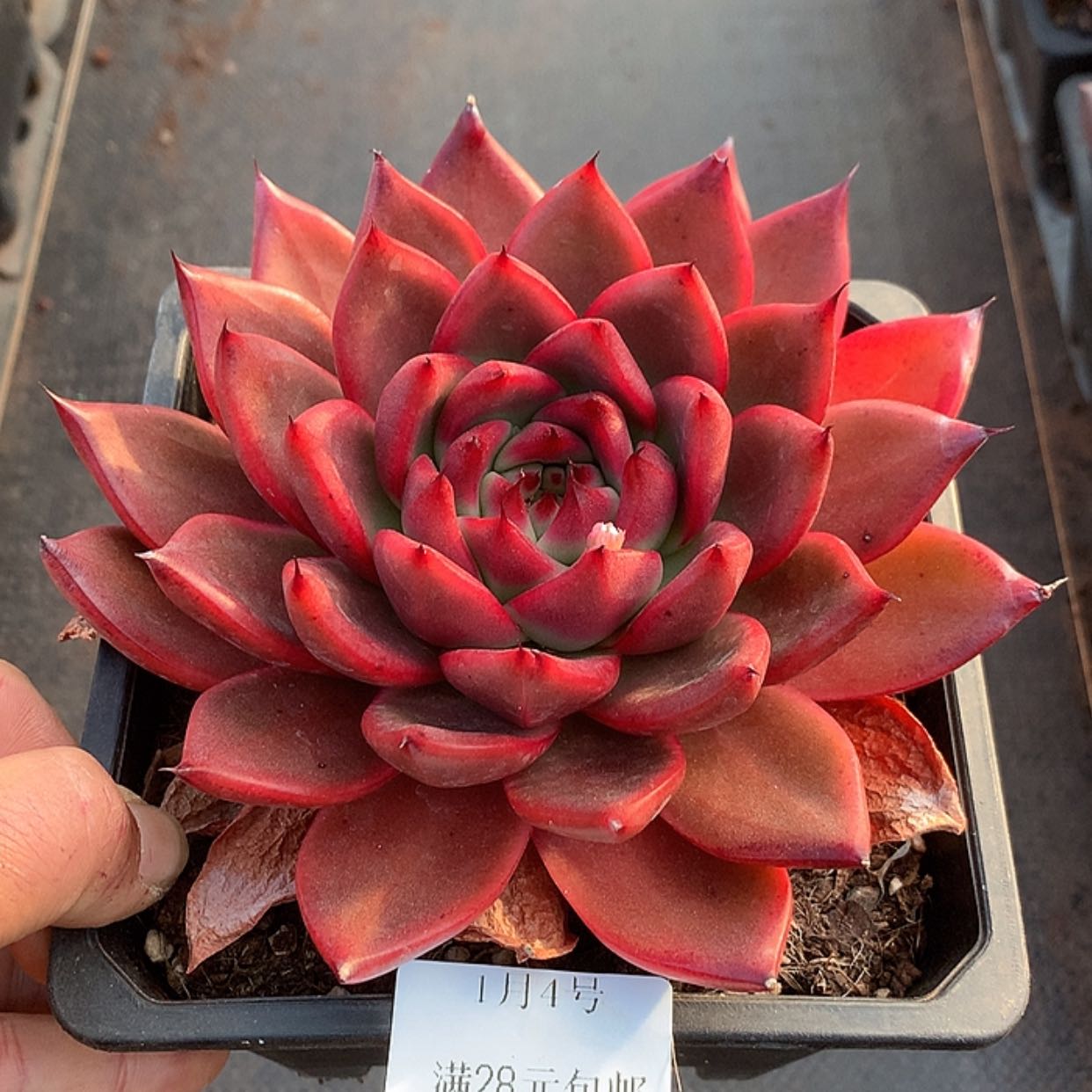 【闪购商品】云841号