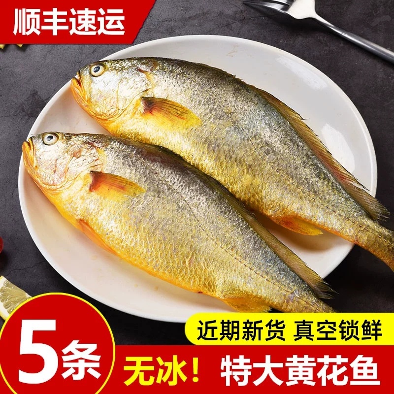 黄鱼新鲜 大黄鱼整条宁德黄花鱼小黄鱼当天深海鱼海鲜水产顺丰