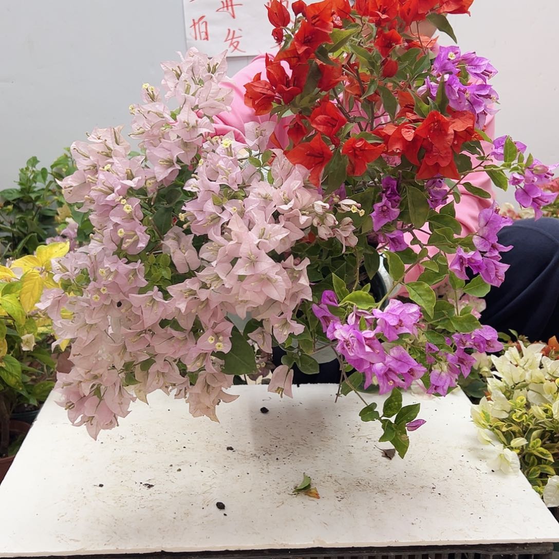 大部分花苞少量开放苹果花，红桑巴，雪紫组合