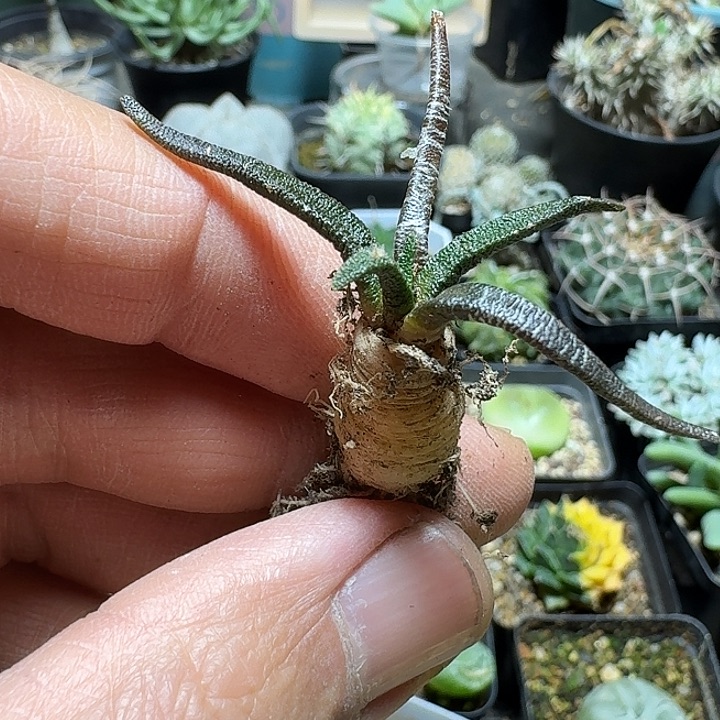 429龙舌兰岩牡丹脱土发货