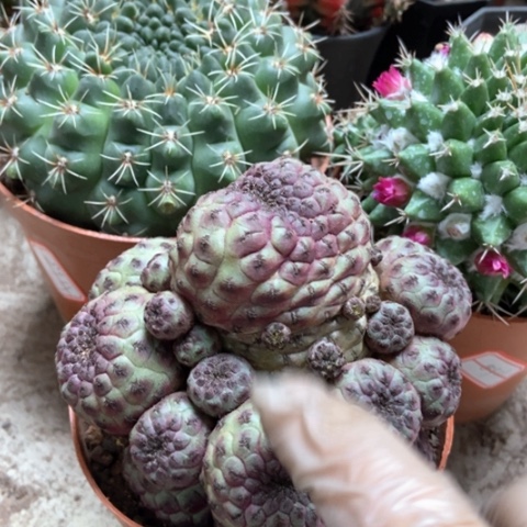 分哦花太毛像紫丽丸仙人球25米