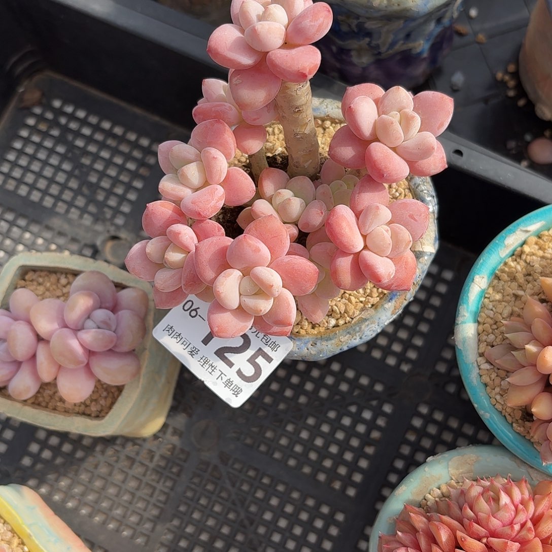 樱花洛神无盆土发货