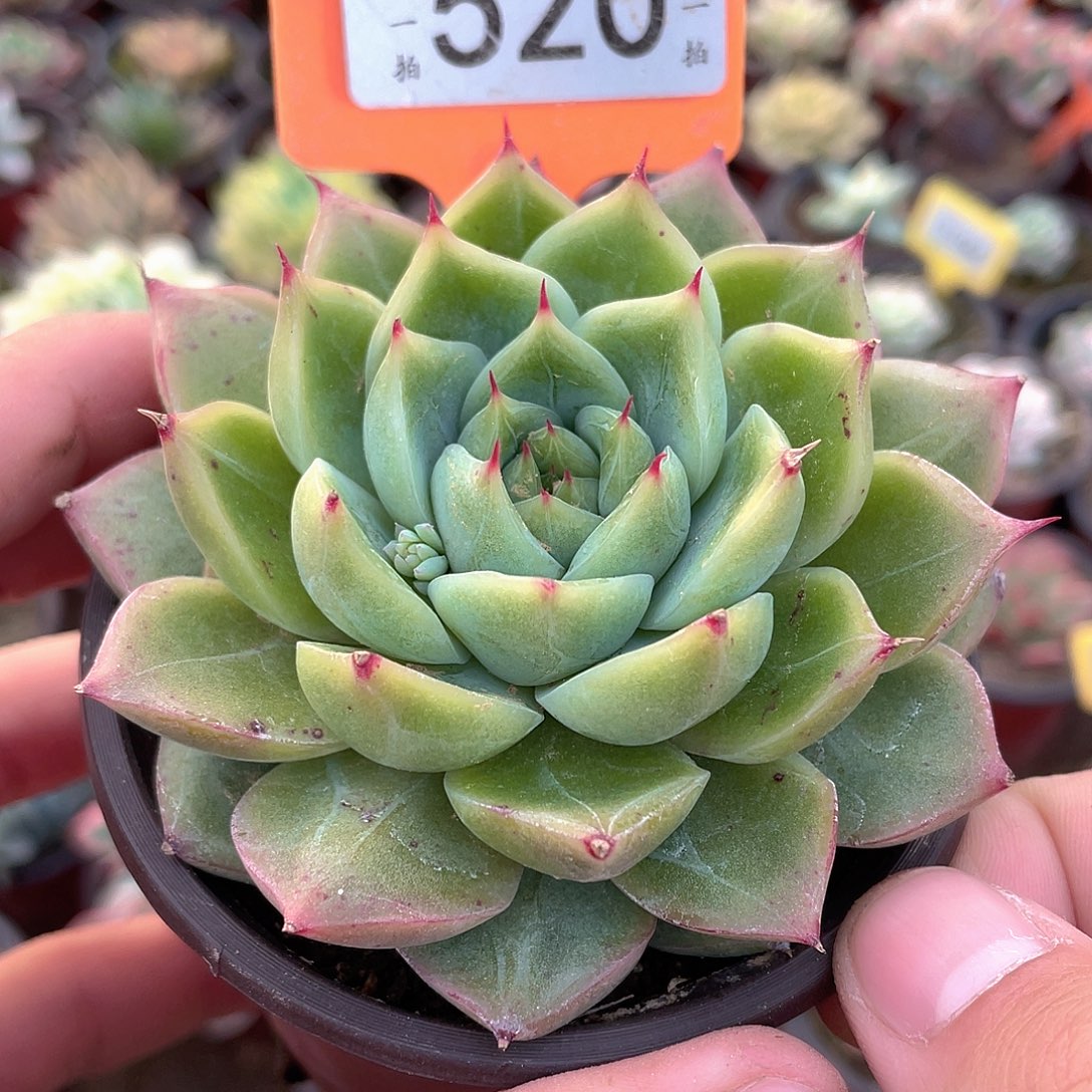 蜜蜡520号多肉植物