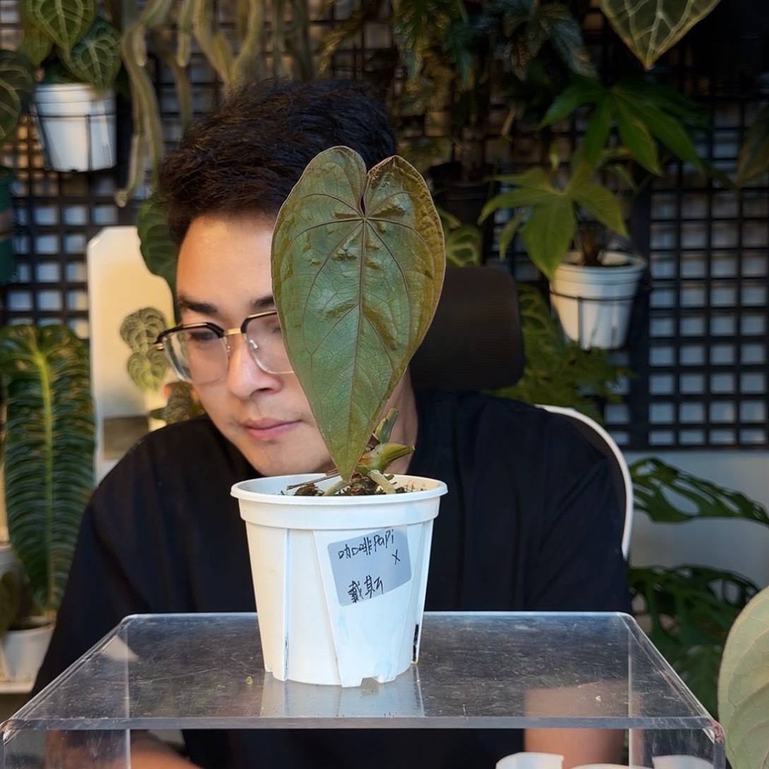 M***e完全开放咖啡papi杂戴斯C118