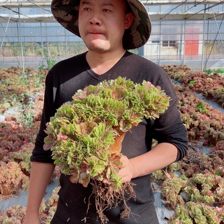 大颗红袖醉话21号多肉法师