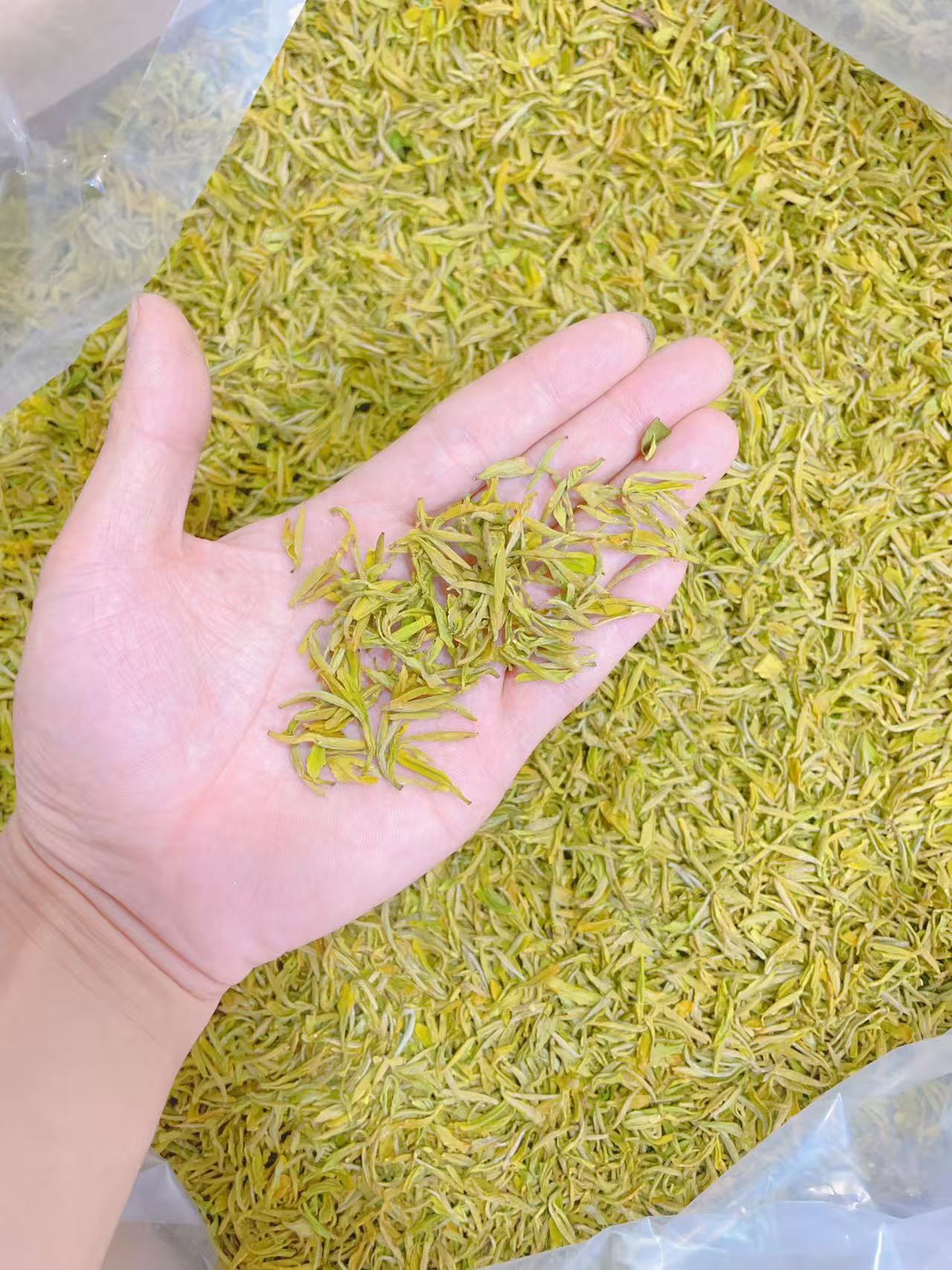 『手工头采』2025年新茶 明前头采H848 高山手工黄金芽  250g/500g