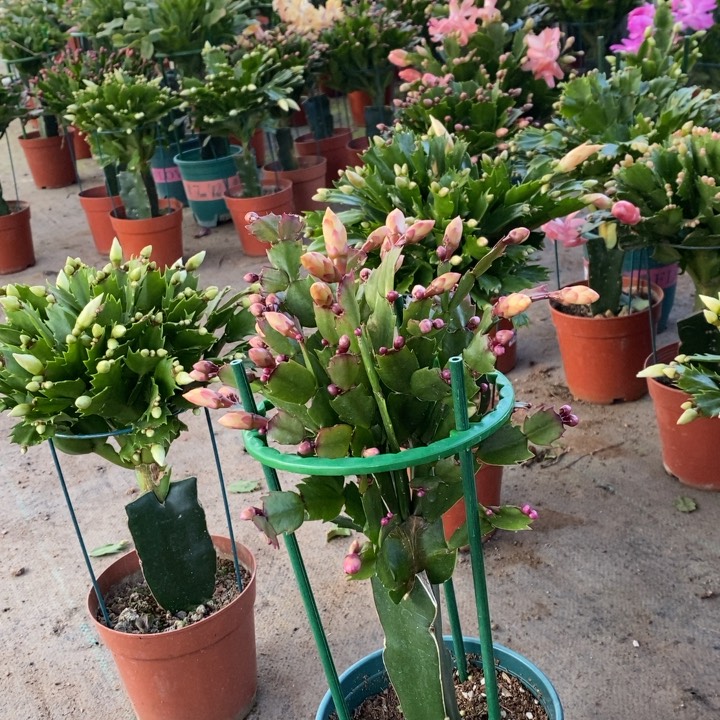 当前无花栽培后可以开花旺***.080嫁接黄索