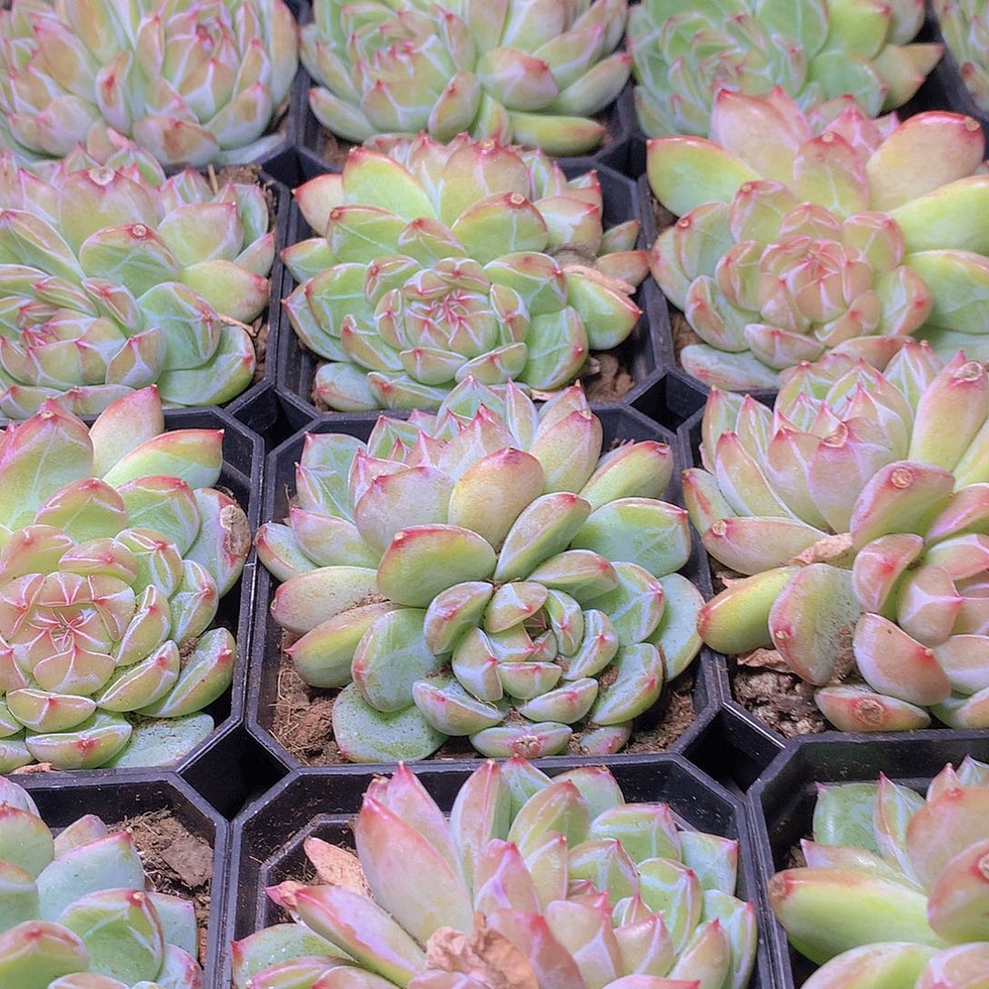 雪花珍妮35567899990000