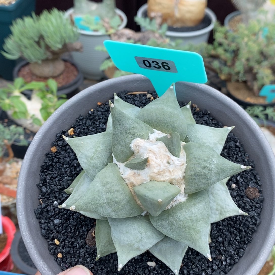 丸叶青瓷丸叶牡丹多肉