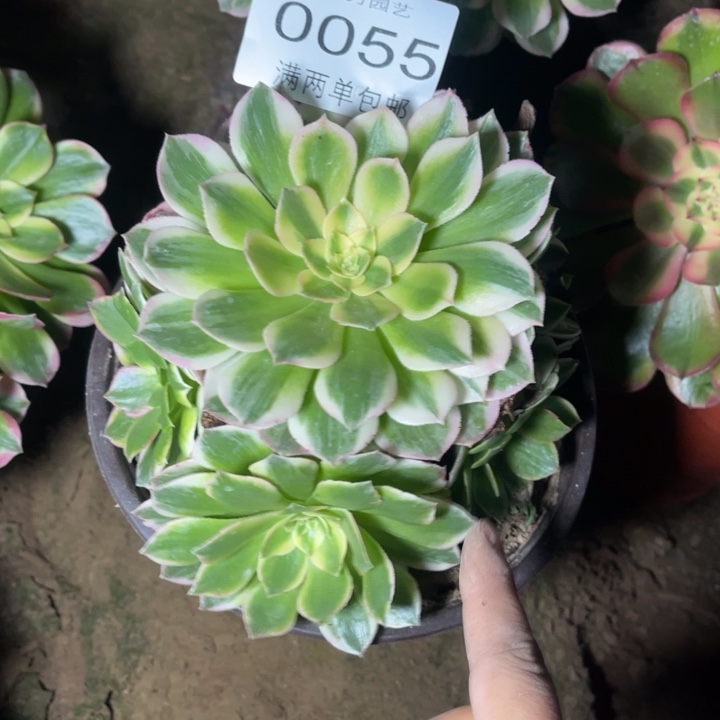 粉海王多肉的人0055