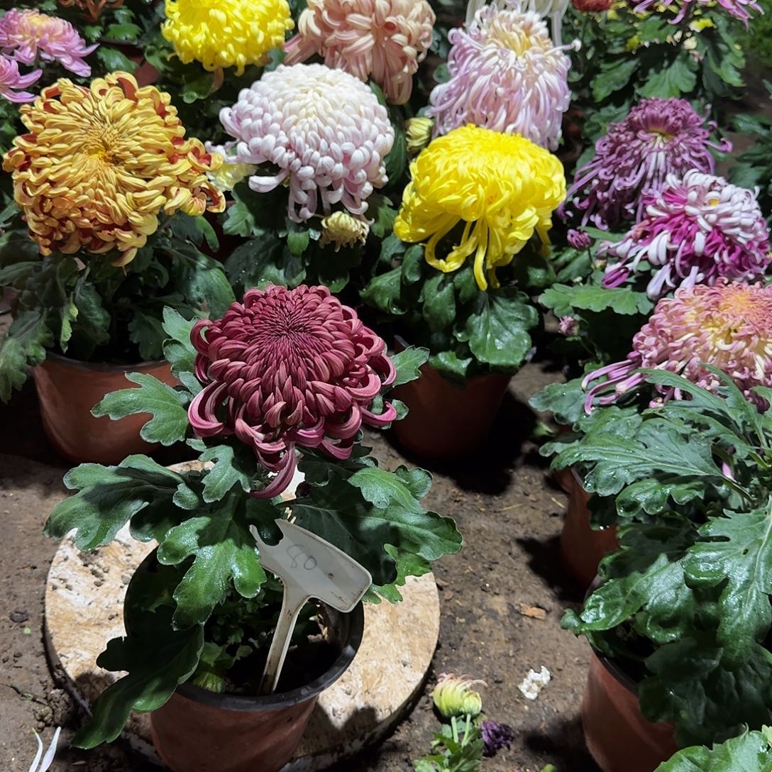 爱****大部分花苞少量开放80