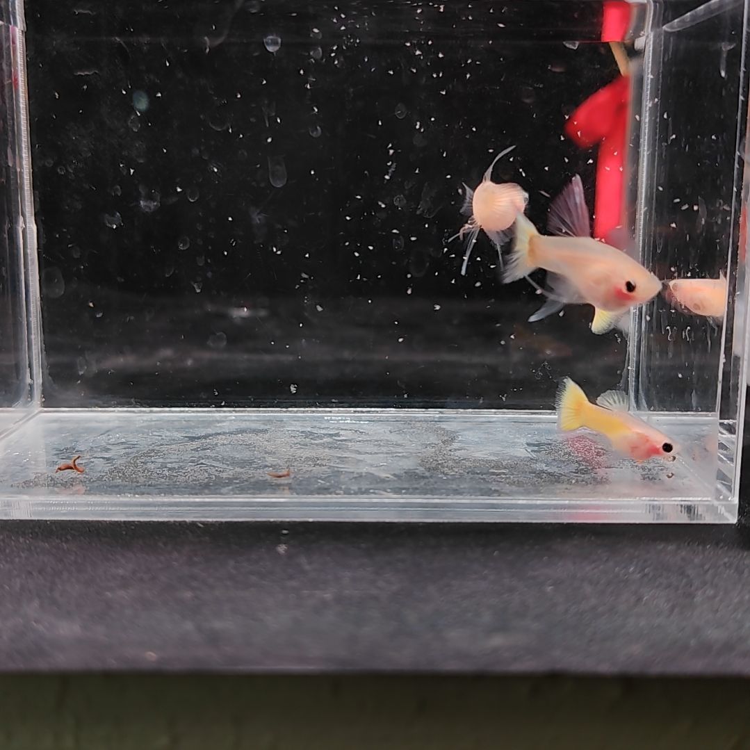 孔雀鱼编号39黄金玻璃猫C