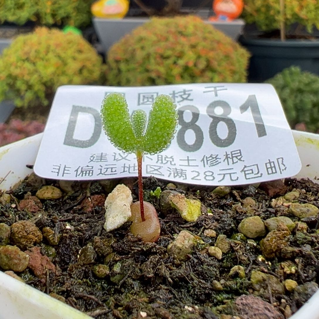 雾***念dy5881实生小鼻嘎翡翠盆口5cm