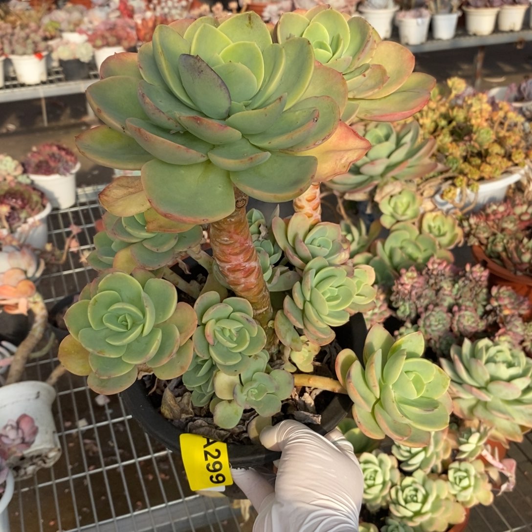 299奇兵碧桃杂一物一拍