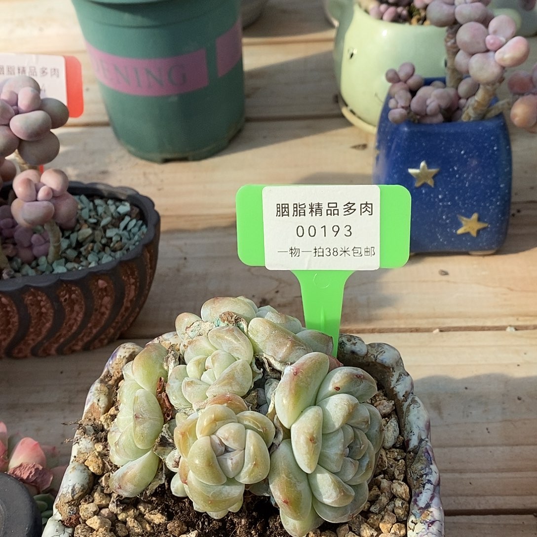 193天一老师姐姐咯哦酷咯哦哦