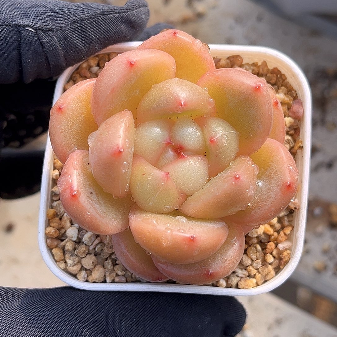 401  新品珍妮满18包邮