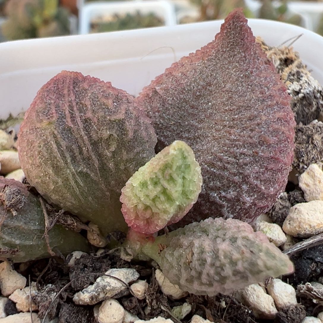 粉色桃子实生新品大苗多肉植物