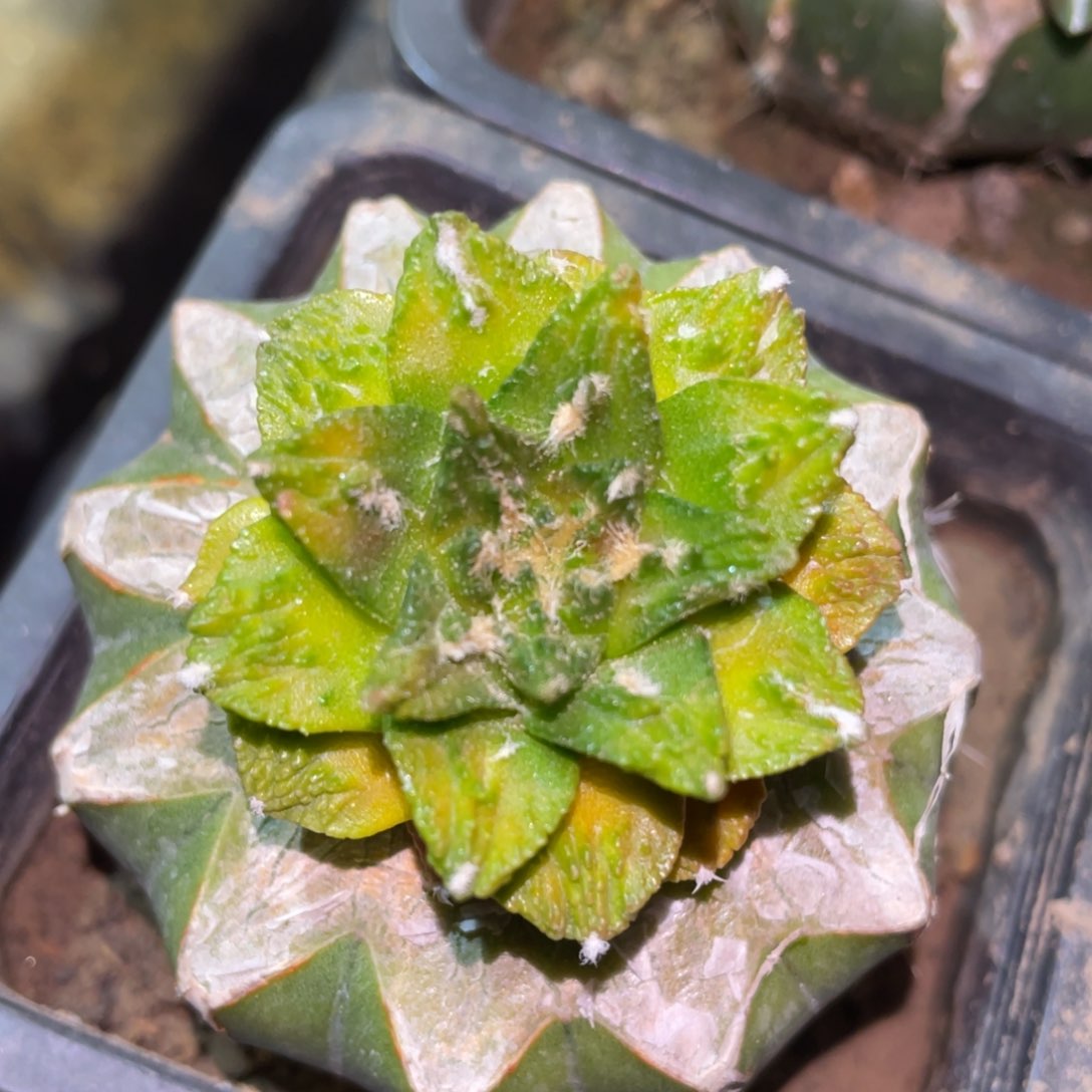 新顿龟甲牡丹锦 仙人球