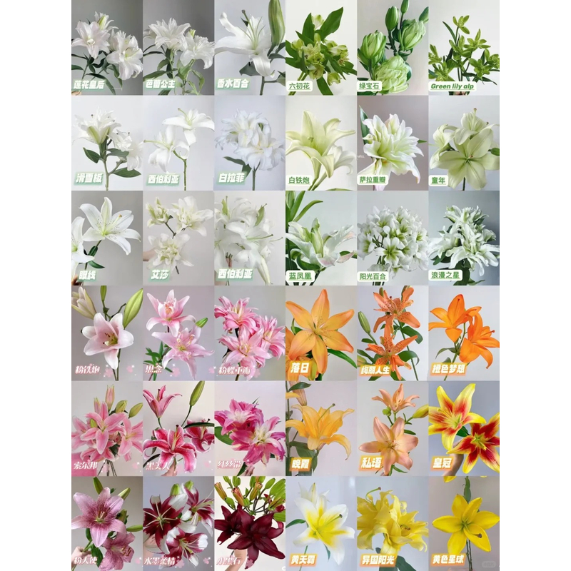 【静静甄选】瑕疵百合 任意2单鲜花包邮 发货后不支持退款