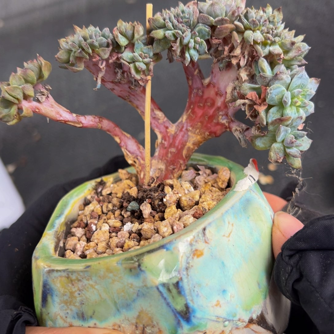 紫心琥珀缀瑕 天天开心