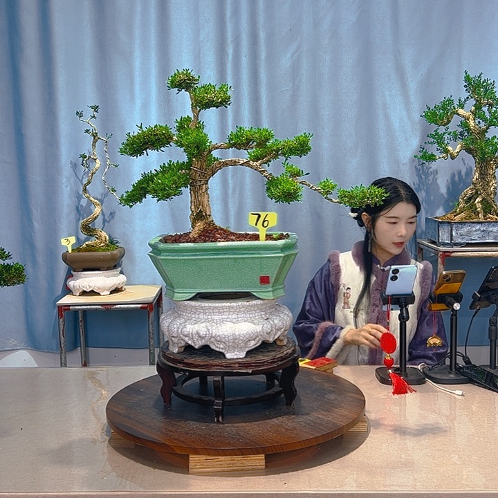 无花朵广东皱皮雀舌黄杨