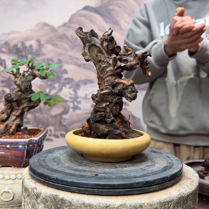 小***风无花朵金丝红木羊蹄甲