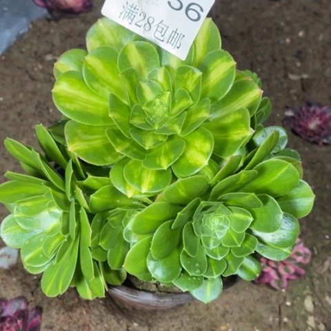 琉璃多肉多肉4756