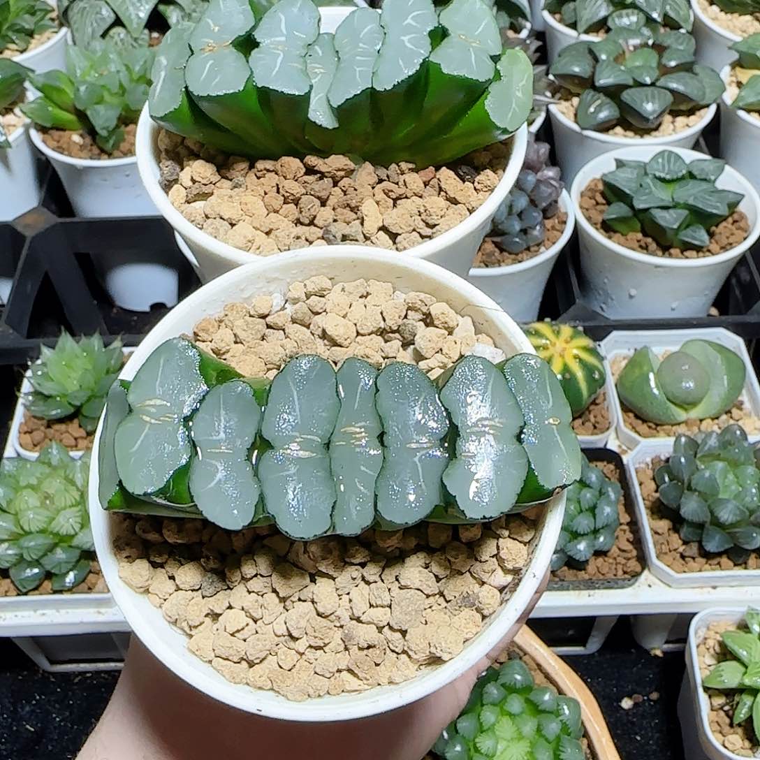 实*人两颗一物一拍发货