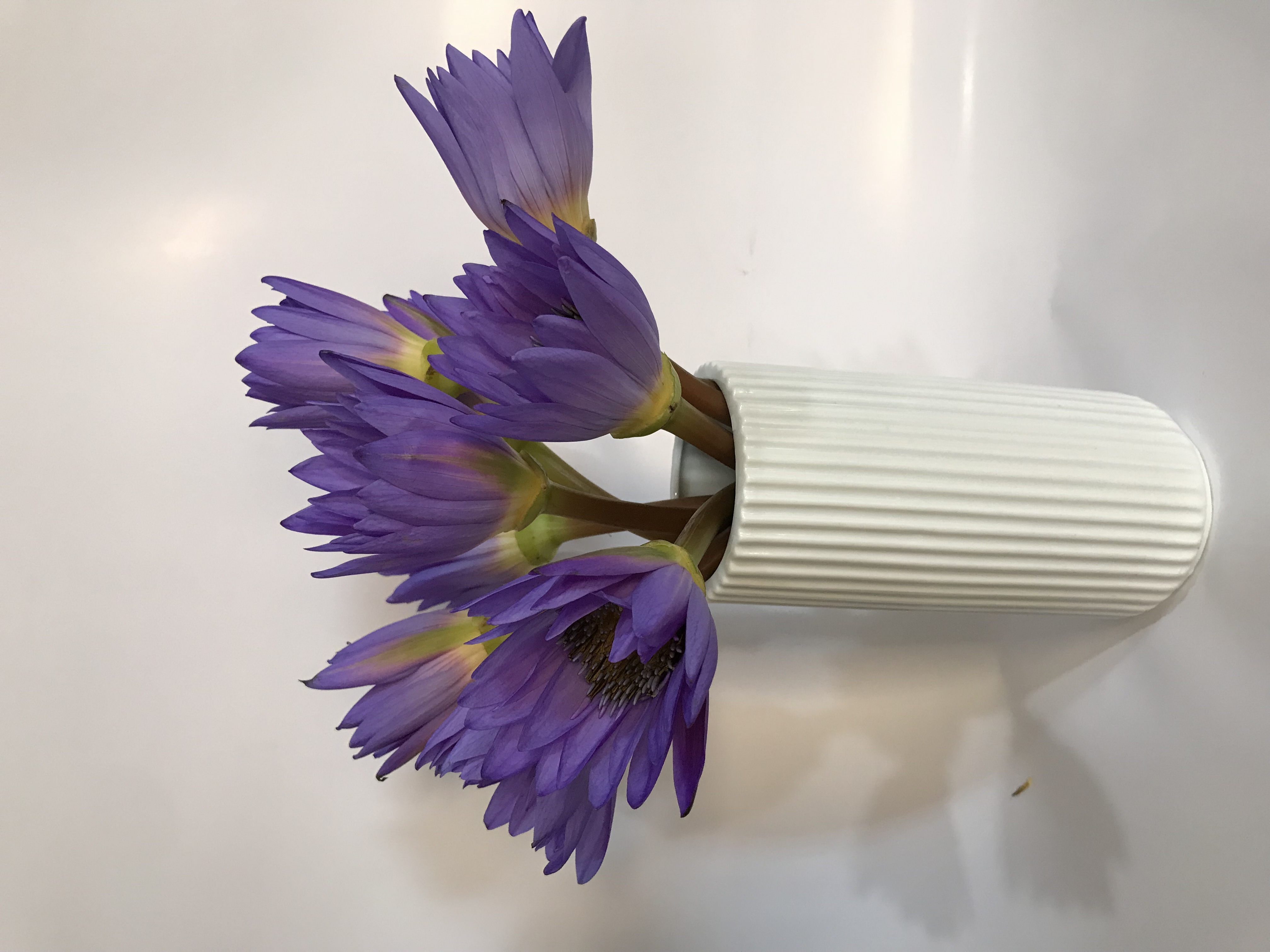 【源头一手价】紫色睡莲一把  云南基地鲜花直发   家养    水养