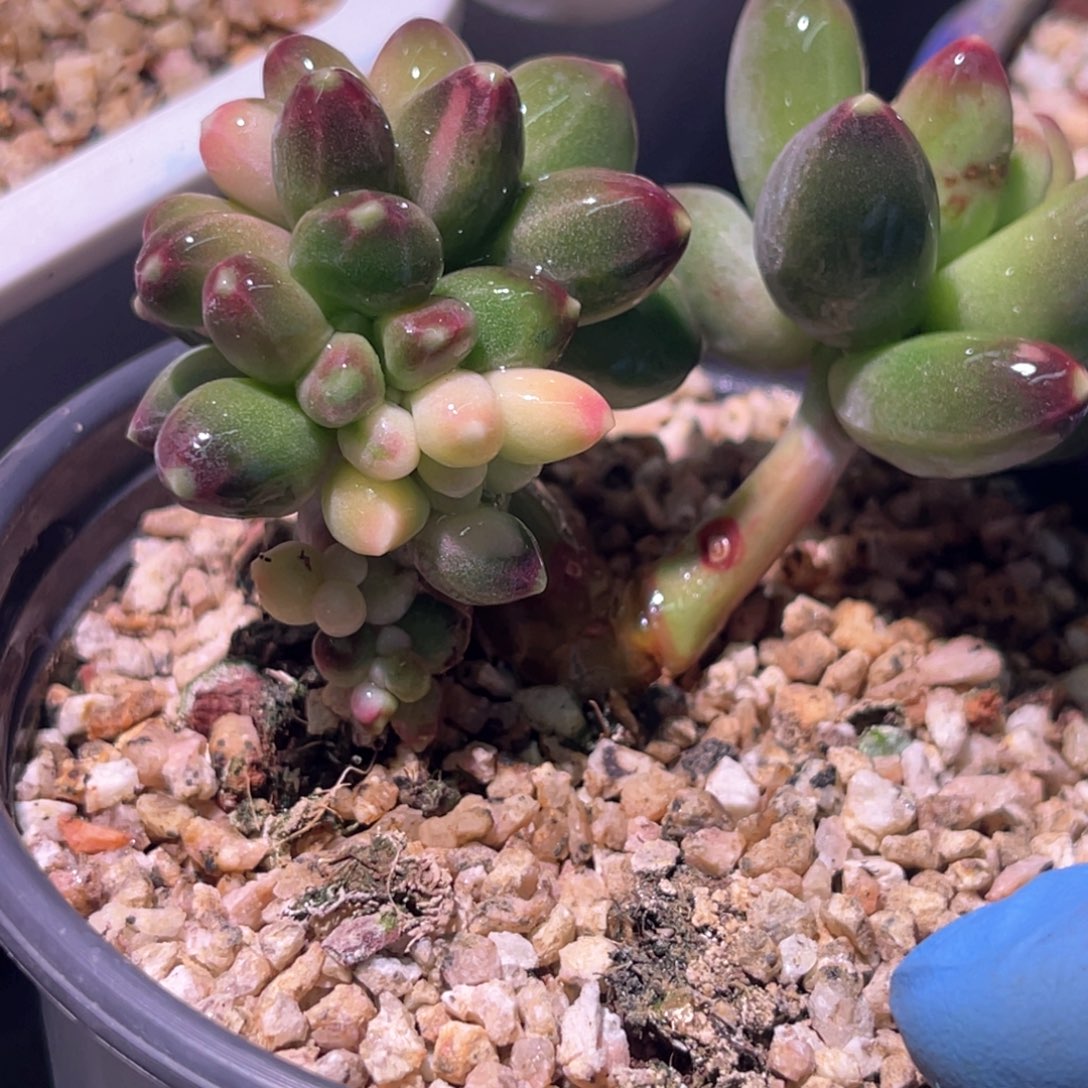 多肉特价千代田锦缀化