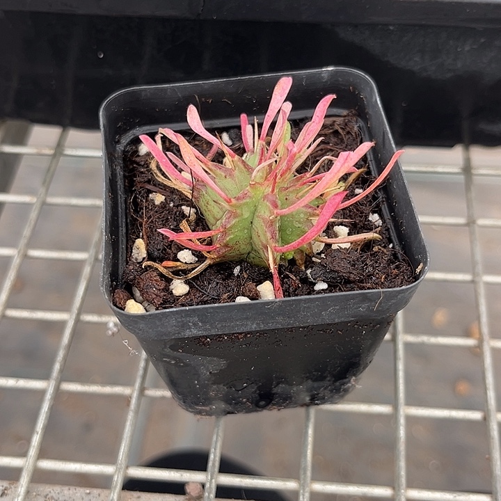 我也不知道我为什么要这样