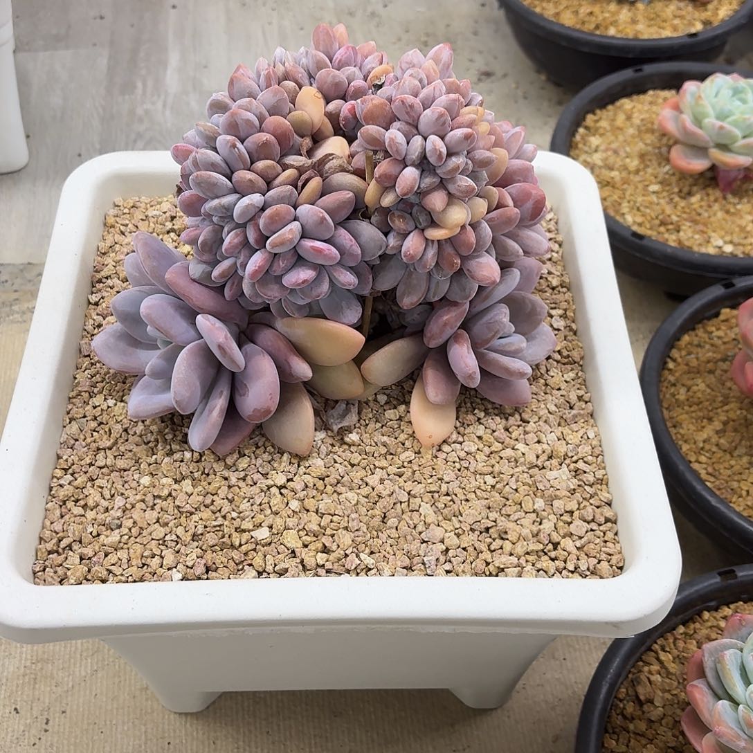 摩***雾12-016粉兔缀化一个