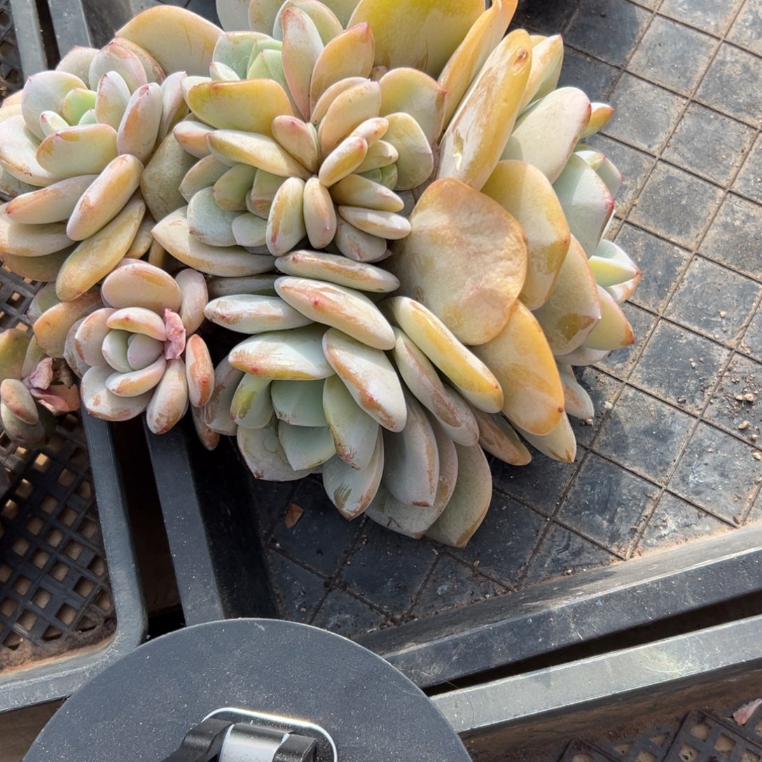 蓝***蓝韩版奶茶多头无砍