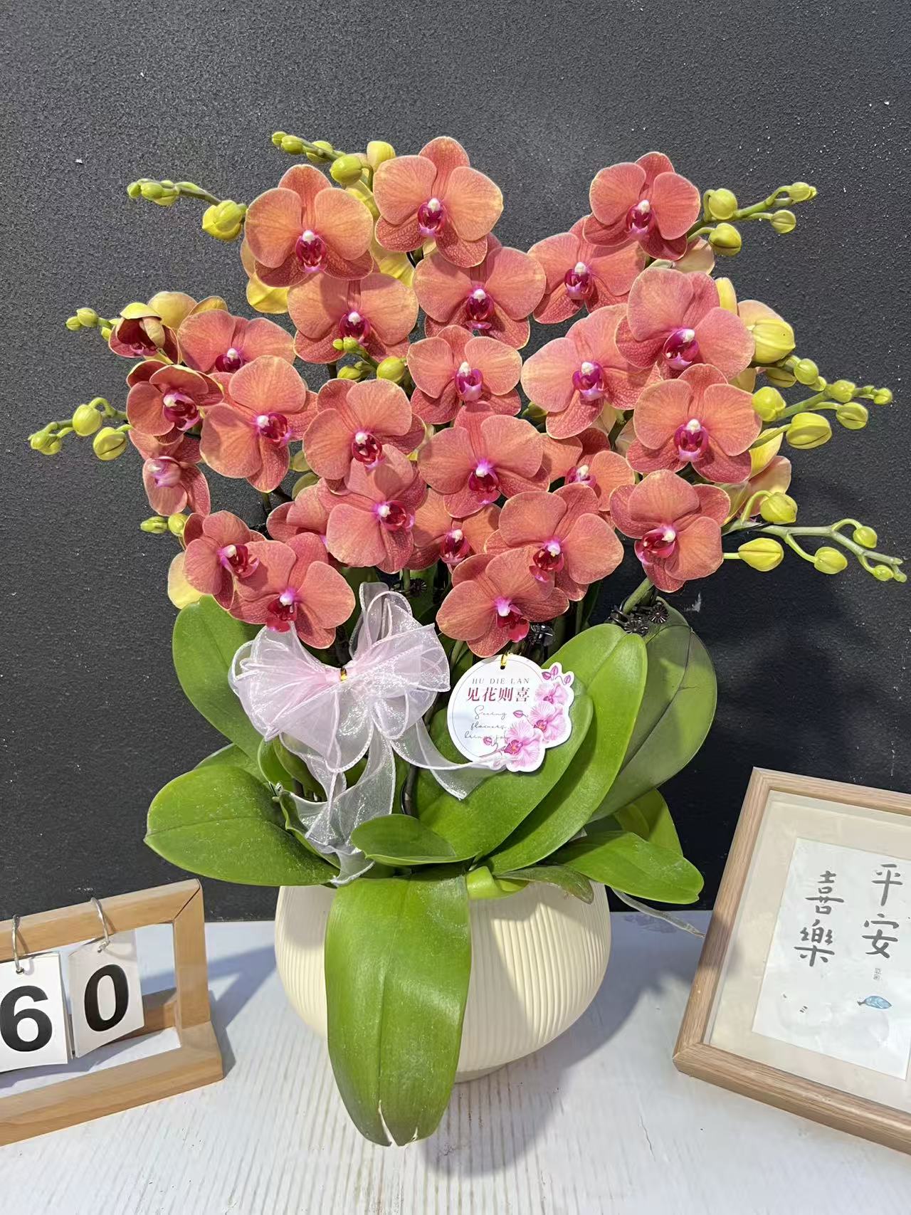 《金桔》蝴蝶兰艺术组盆鲜花摆设高端花卉