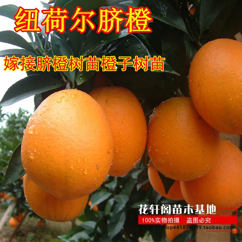 纽荷尔脐橙苗 嫁接脐橙树苗橙子树苗 脐橙苗 桔子柚子果树苗