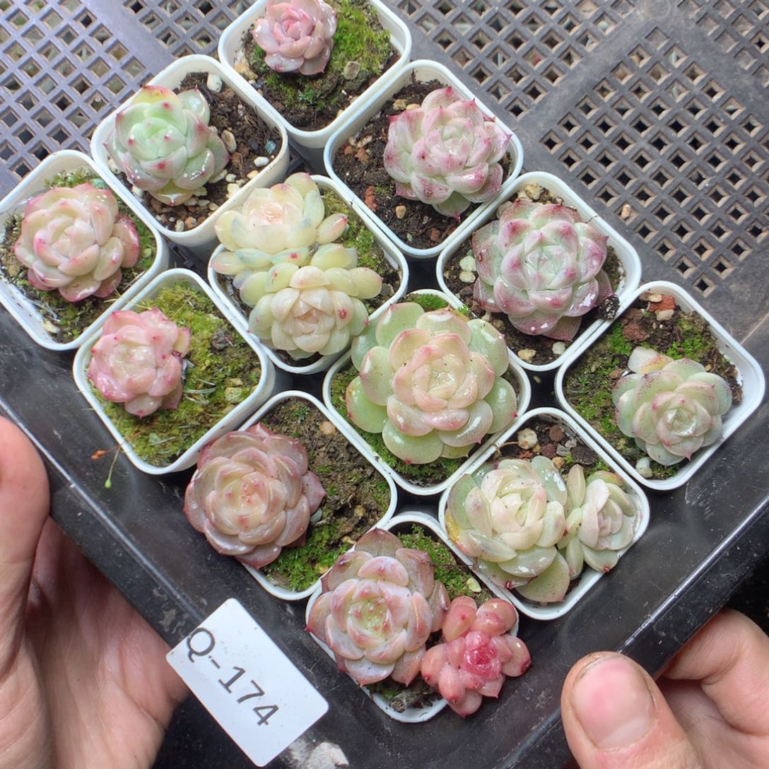 无花朵Q174 yyytttttttt