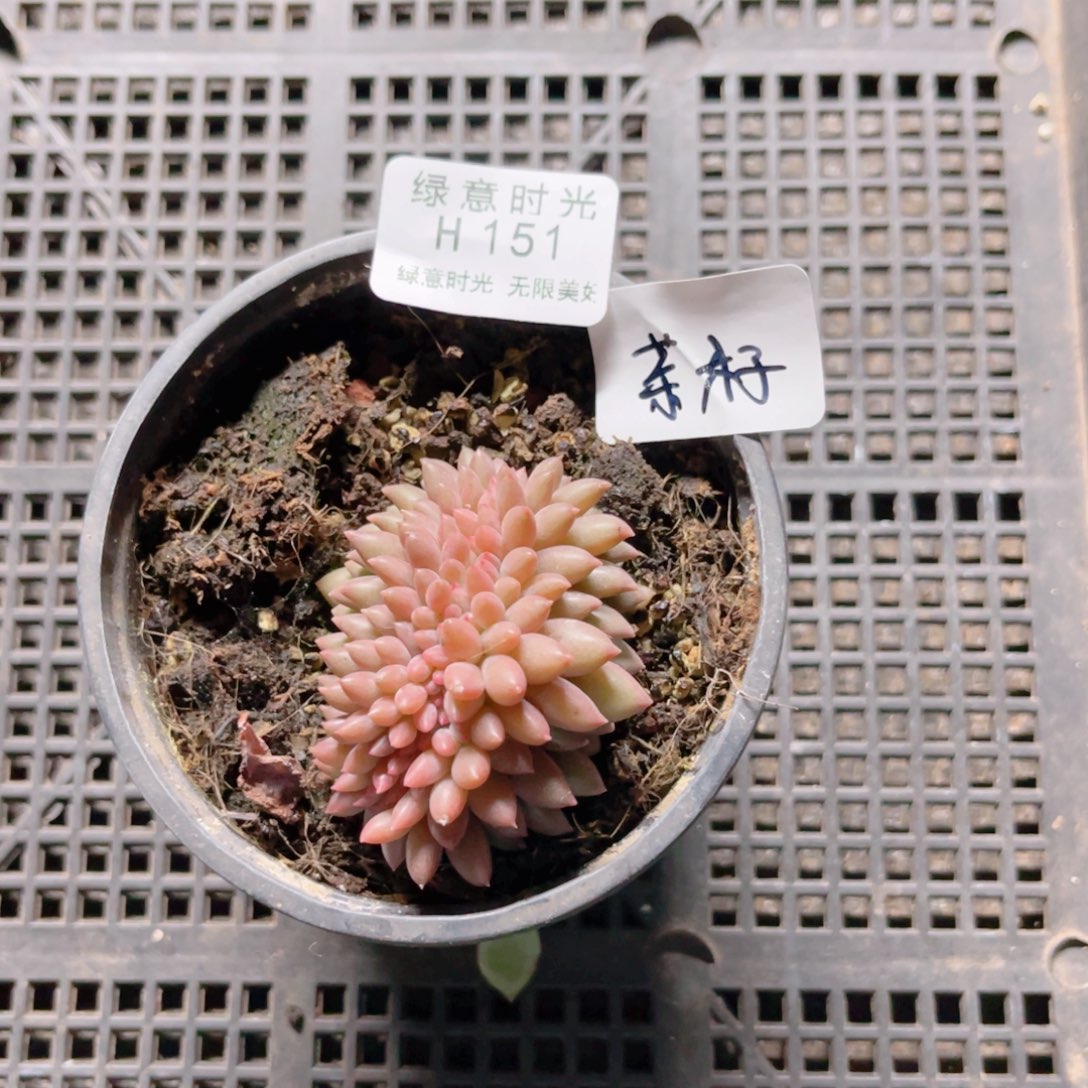 T***༻151 红蜻蜓缀化  带陶瓷盆发货 满28包邮