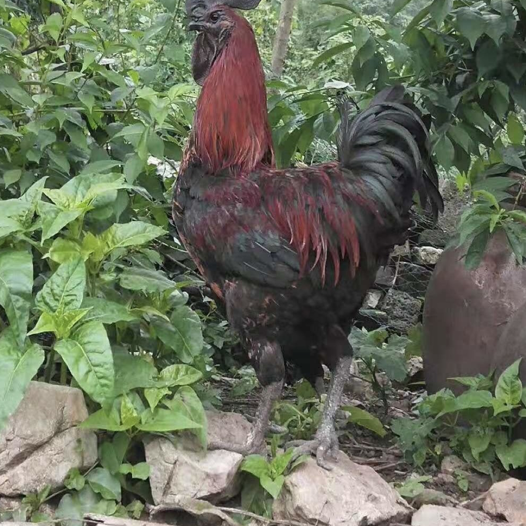 云南农禽）无量山土乌鸡好吃美味云南特色高脚土鸡乌骨鸡肉质鲜香