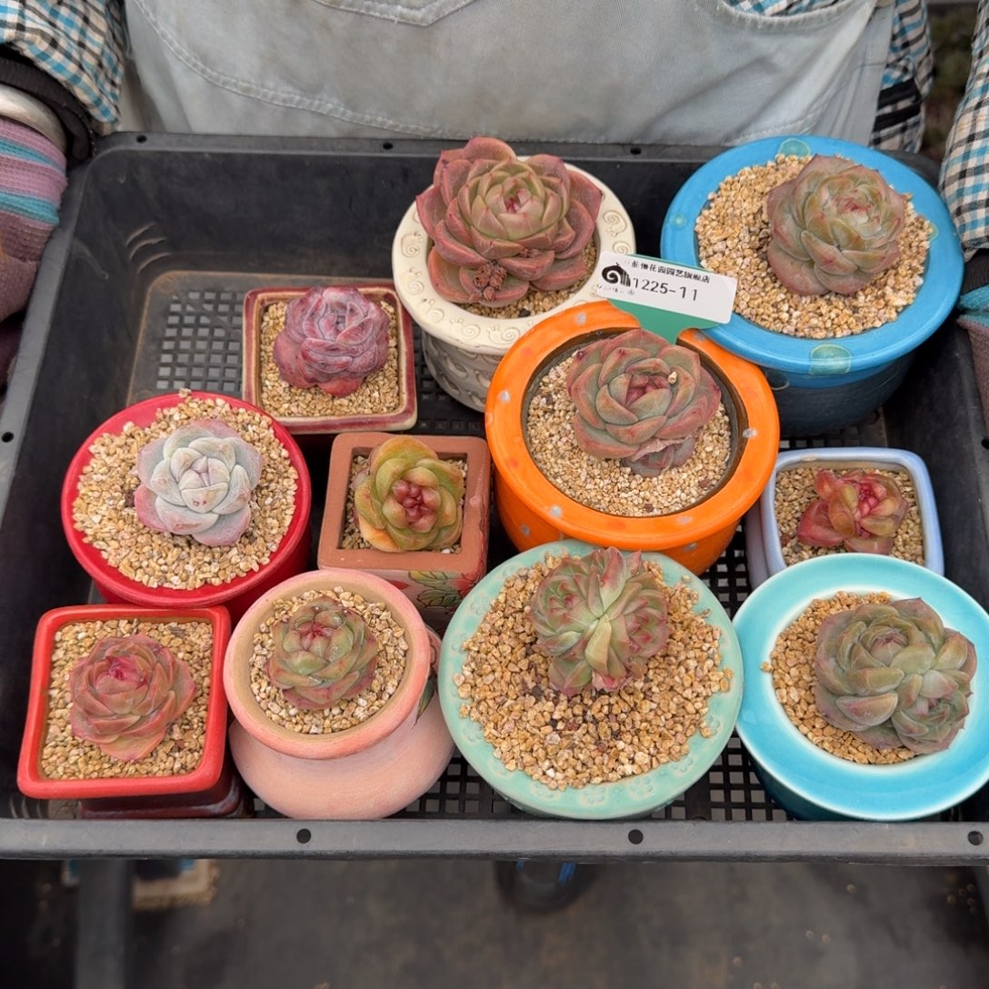 从前慢多肉精选编号1225.11