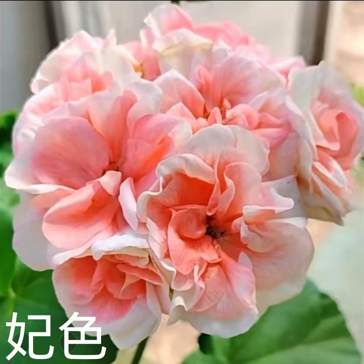 【妃色】直立重瓣天竺葵