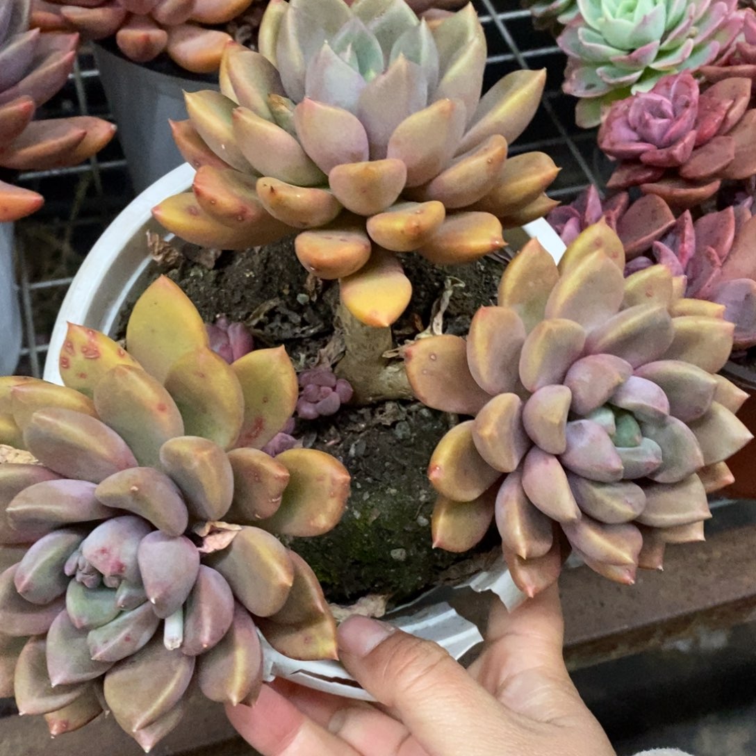 黄金象牙三头起发，160杯