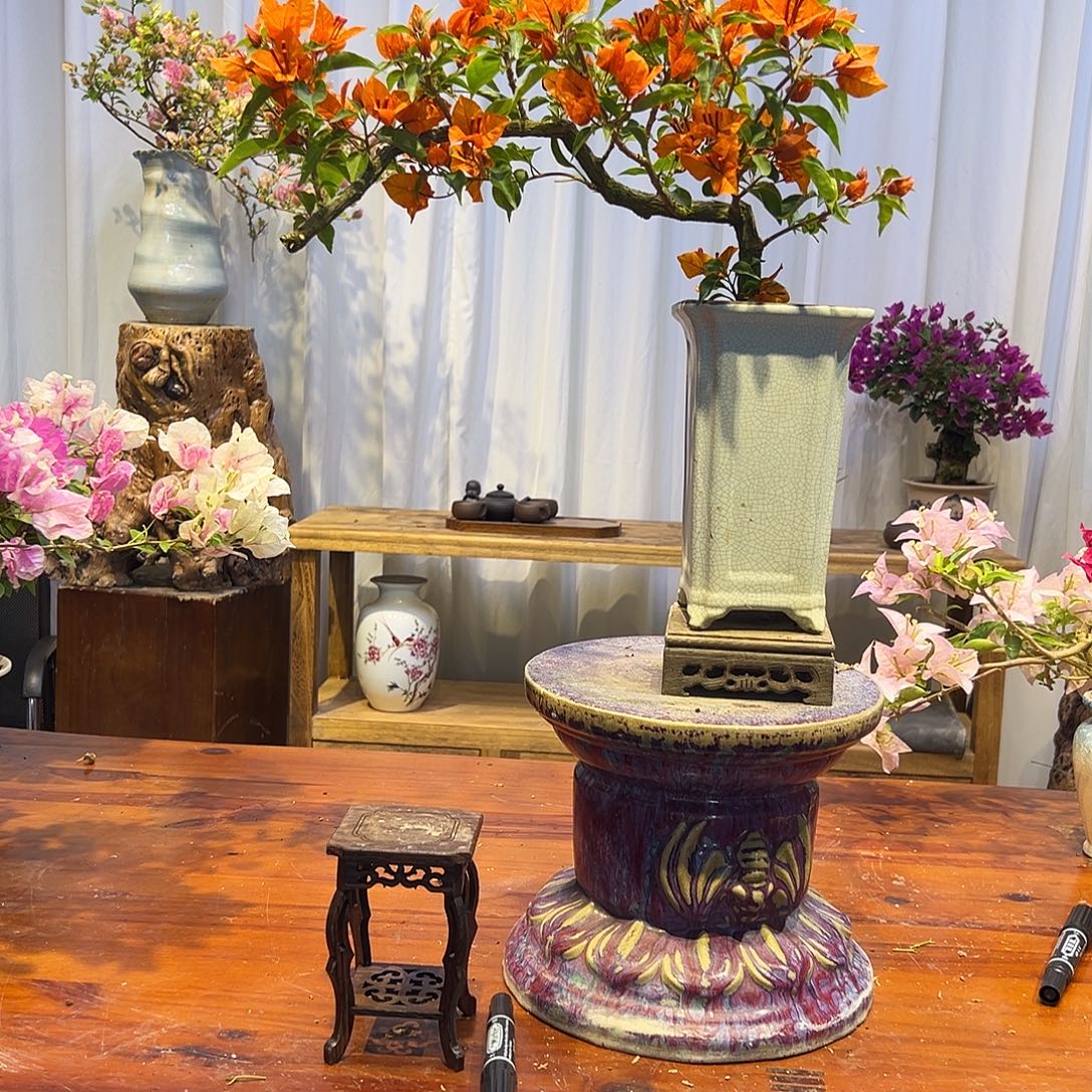 M***o完全开放三角梅一物一拍橙桑吧