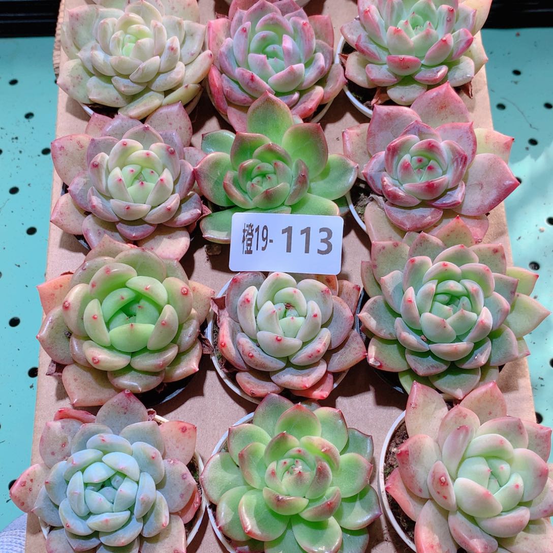 19-113一物一拍多肉带盆18颗