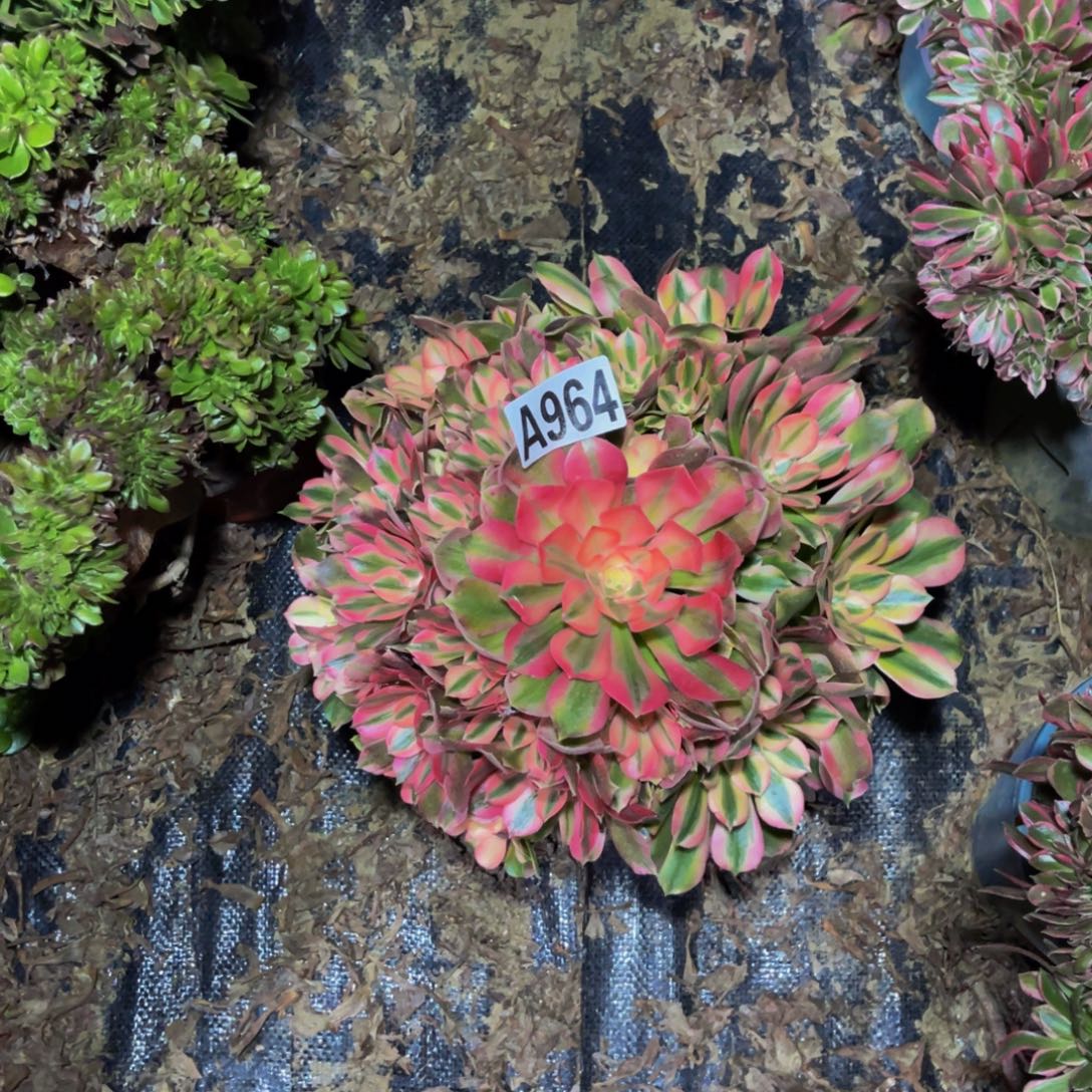 香妃法师朵朵1-50