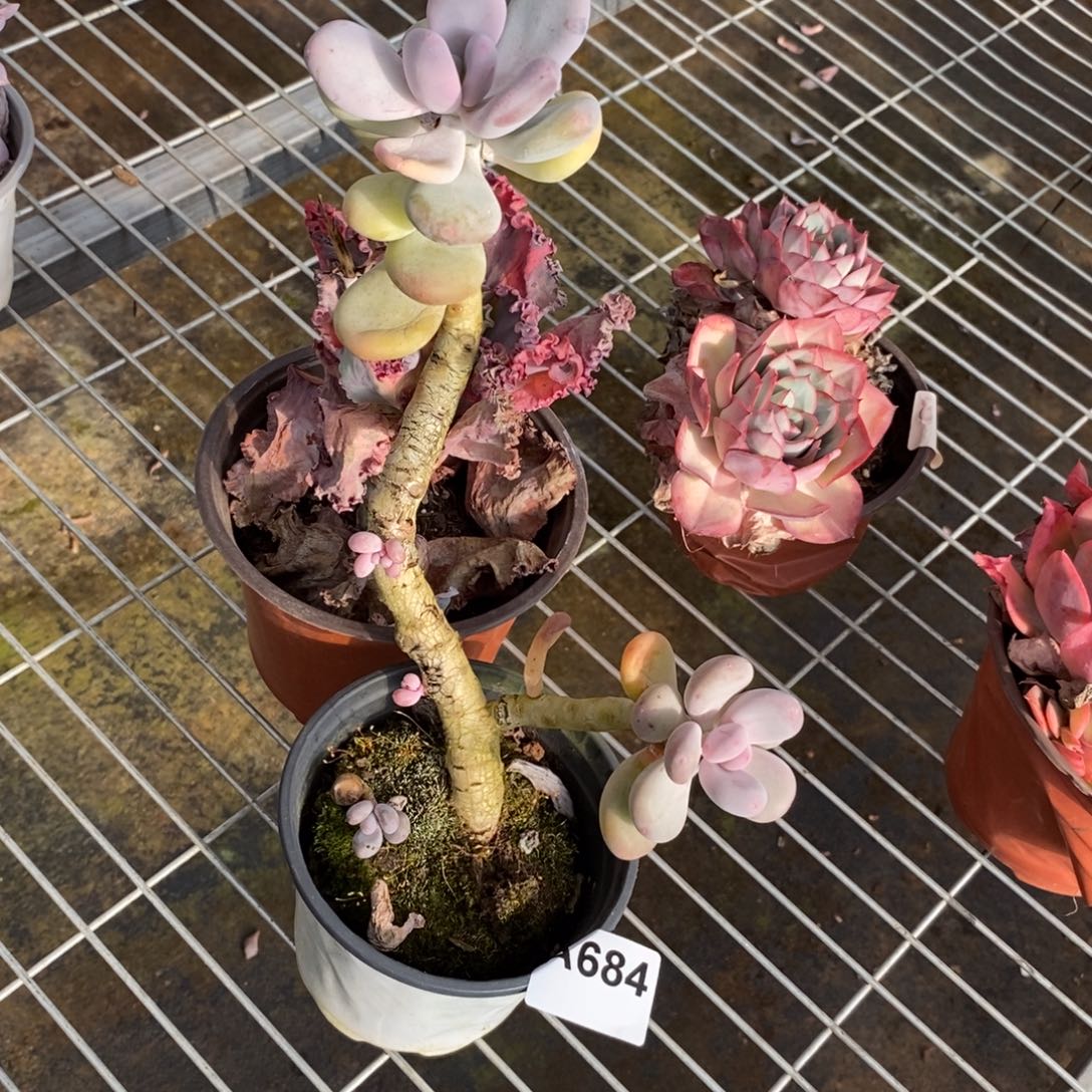 684橙雪球一物一拍