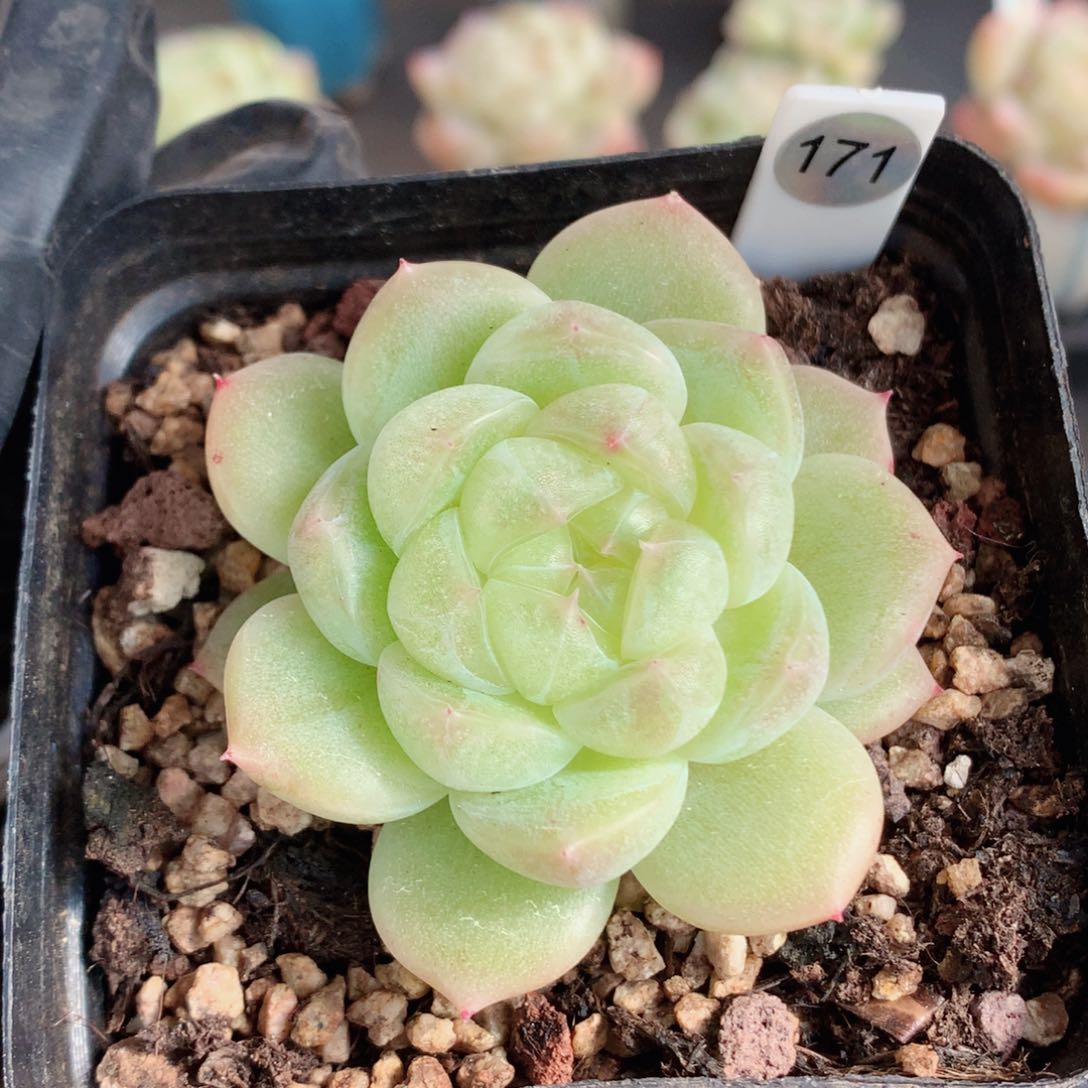 财富58包邮  群生不包整171